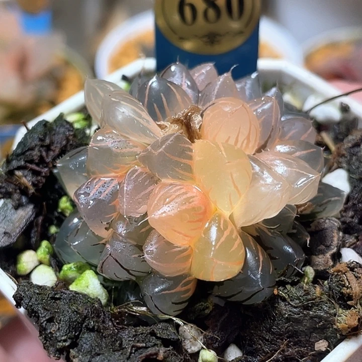 680双头糊斑水中月特选福利