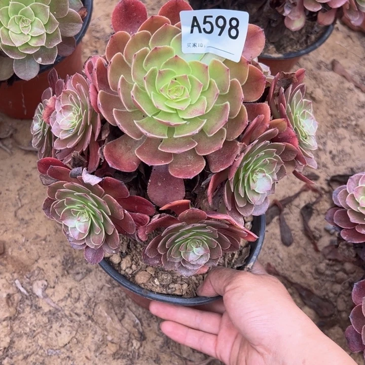 黑魔多肉植物598.