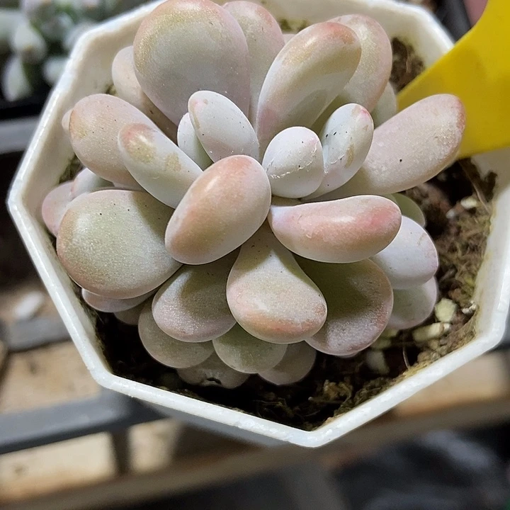 多肉植物粉兔641多肉