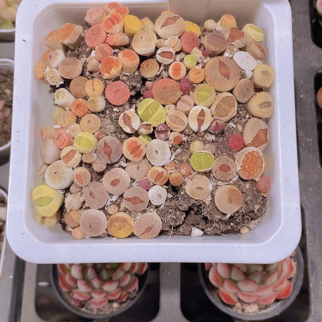 石*生石花w014一物一拍