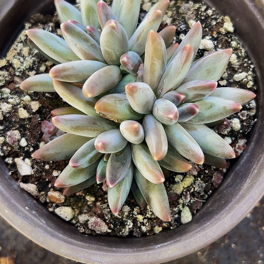 桔云多肉美人精品系列