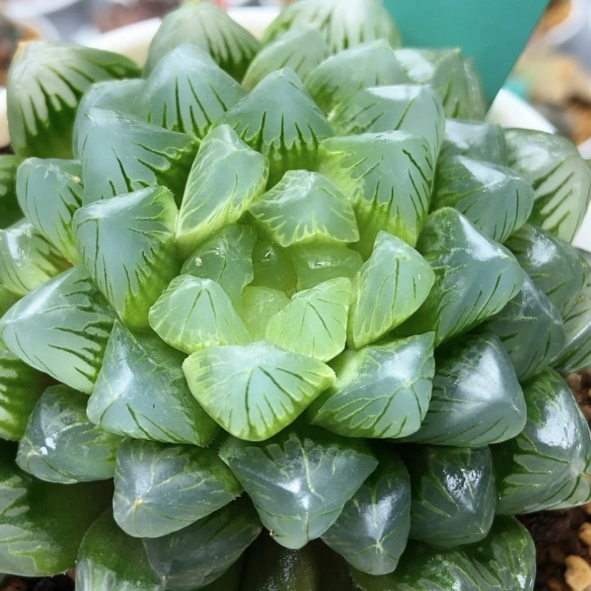 【闪购商品】驴****果翡翠玉露60