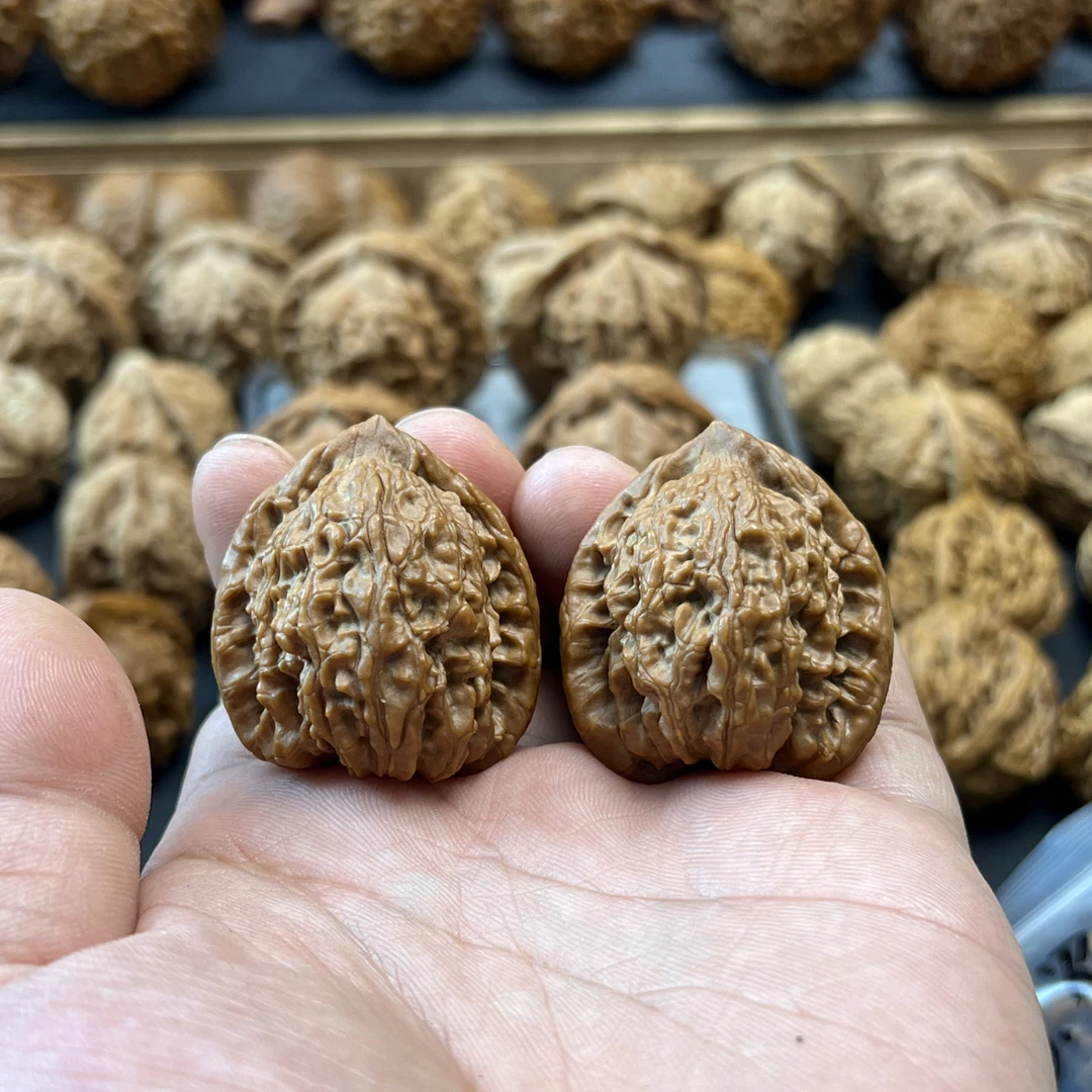 野生小众，蚂蚁王。全品无修，尺寸35，骨质一流福利88 包邮到家