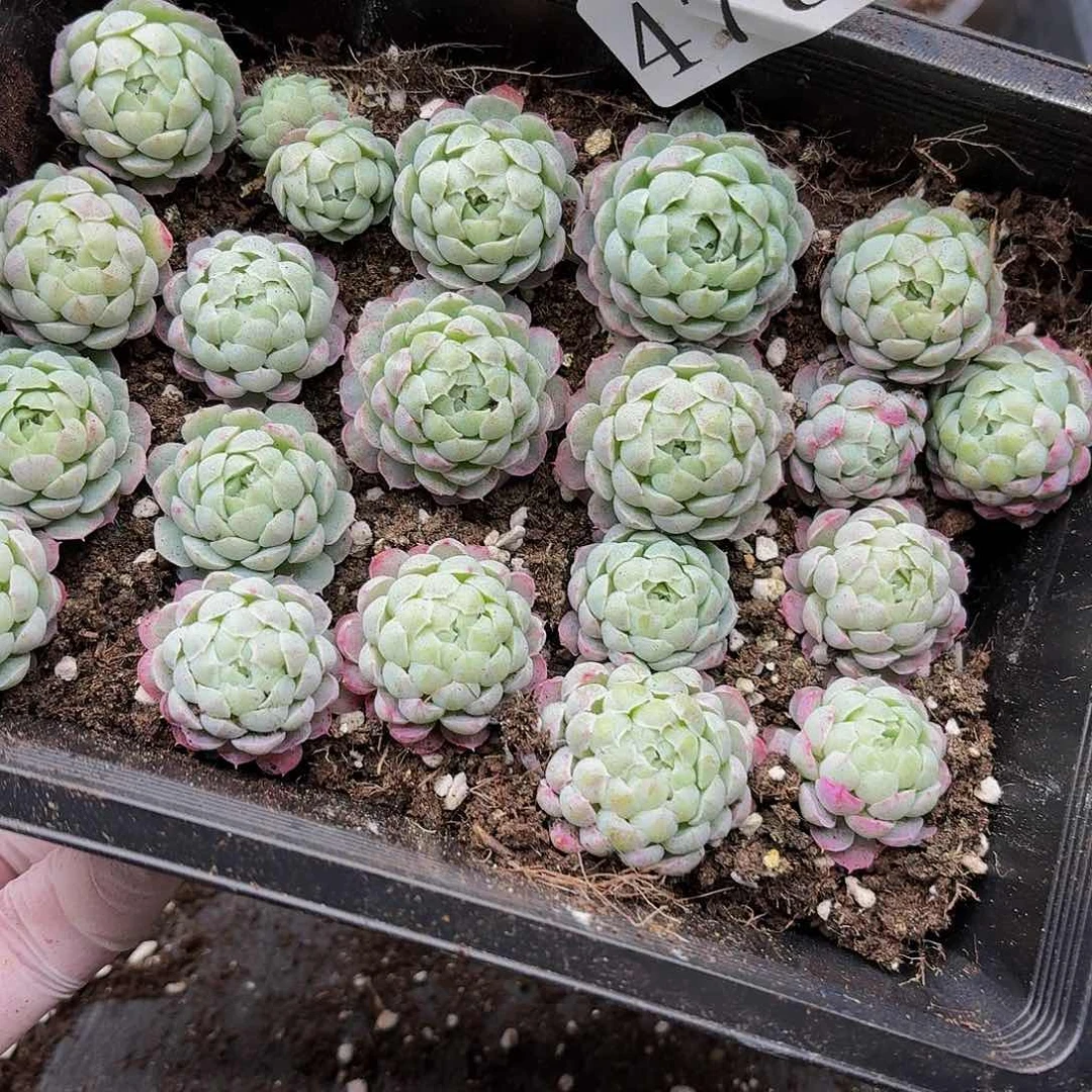 @*左多肉植物多肉植物473