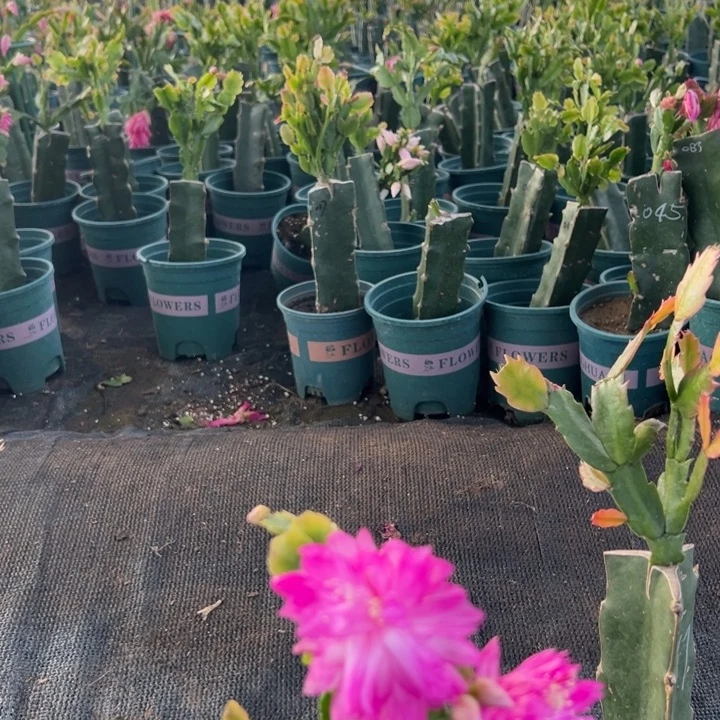 放***我23号032粉紫色花朵000