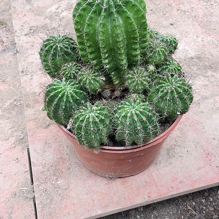 无花朵彩草群掉崽无售后