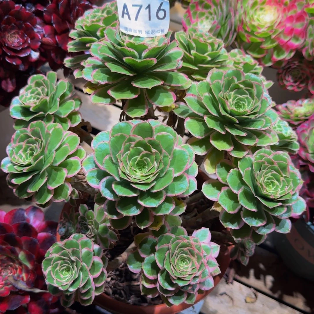 清****716多肉植物法师寄养