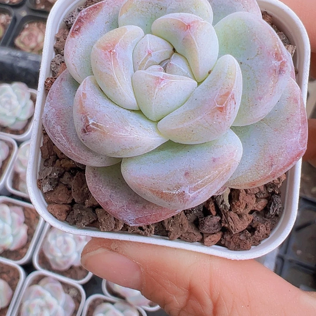 丸子冰玉2盆单头19包多肉