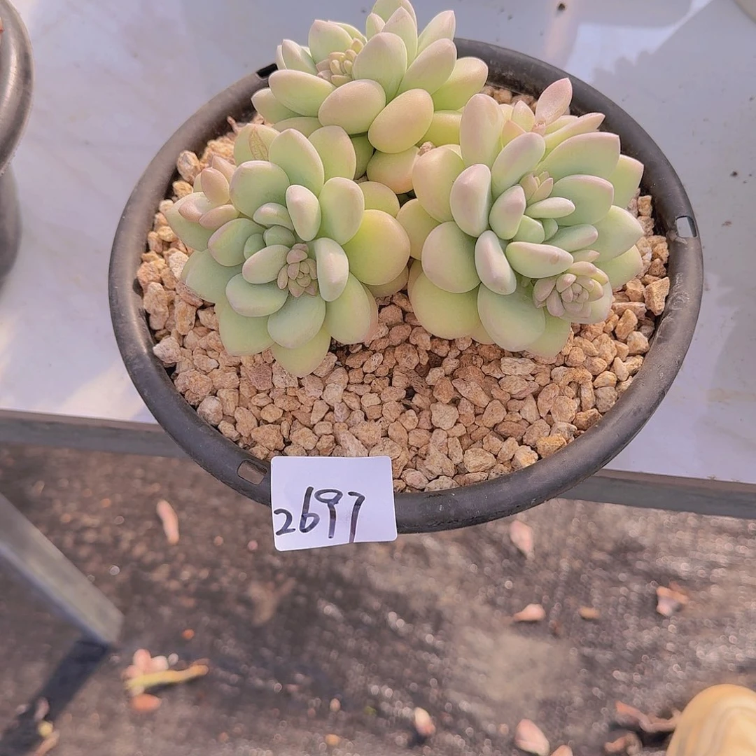 N****d2697泡泡糖多肉