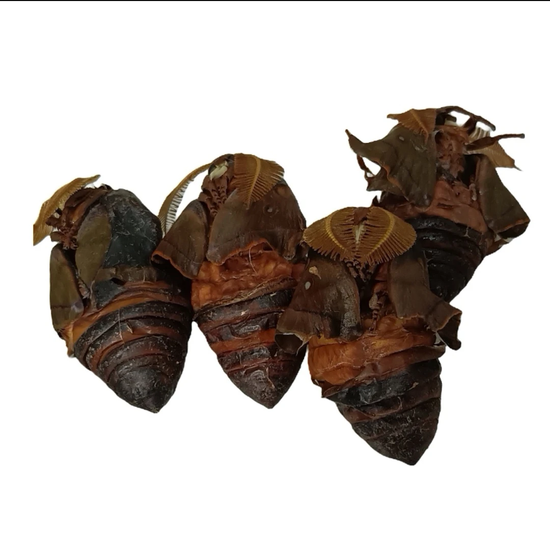 宽甸特产【雄蚕蛹】雄赳赳气昂昂（蛋白过敏者勿拍）