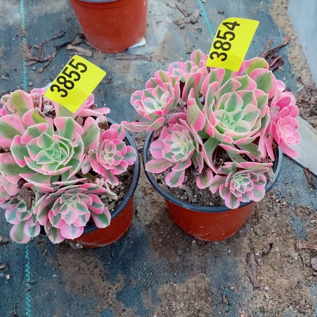 粉女巫两小颗精品3855.3854
