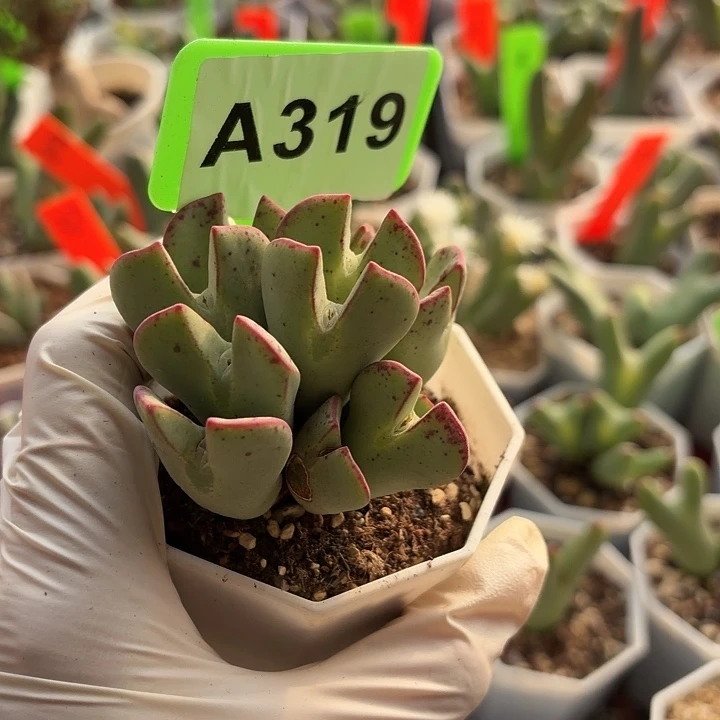嘿****319mmmnnnnnnnnnnnnnnnnnnn