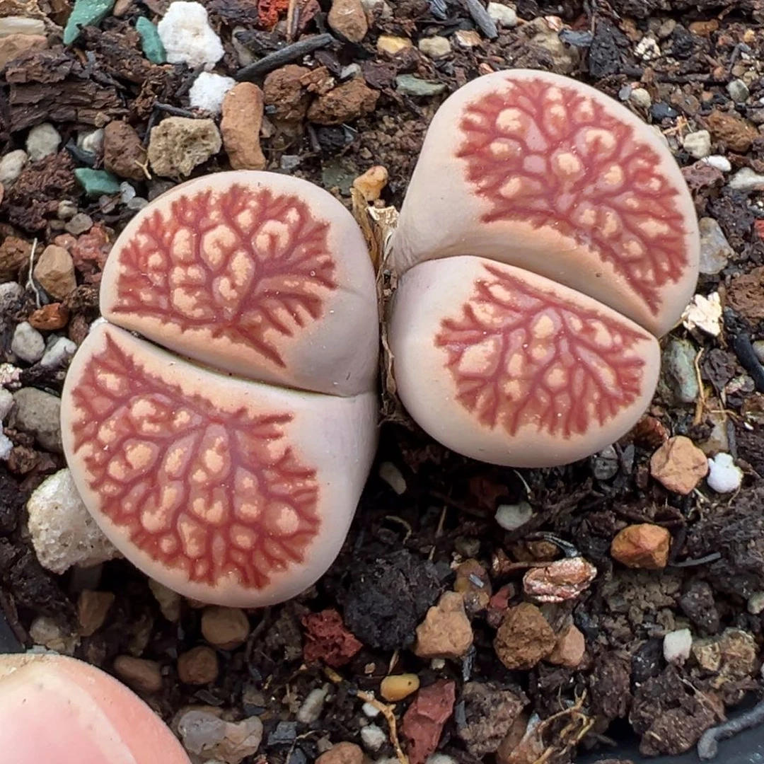 8.1好看的多肉脱土发货685