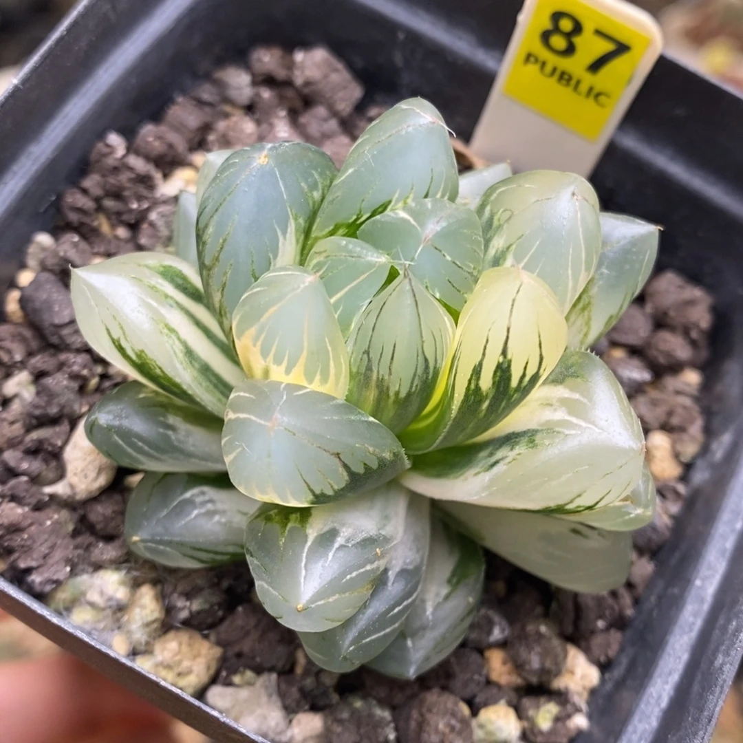 87号水晶x冰川玉露锦