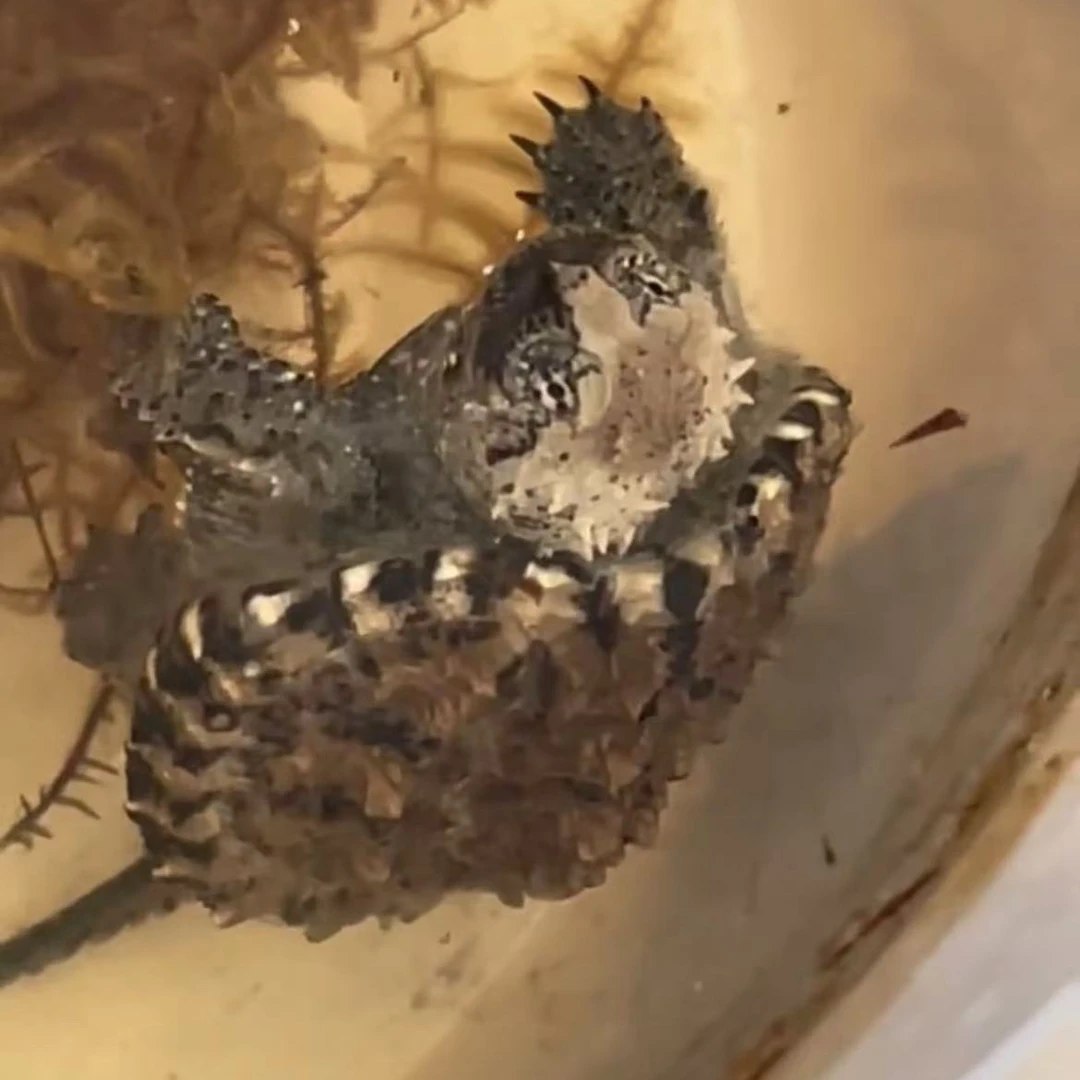 人工养殖观赏小乌龟宠物龟耐活好养