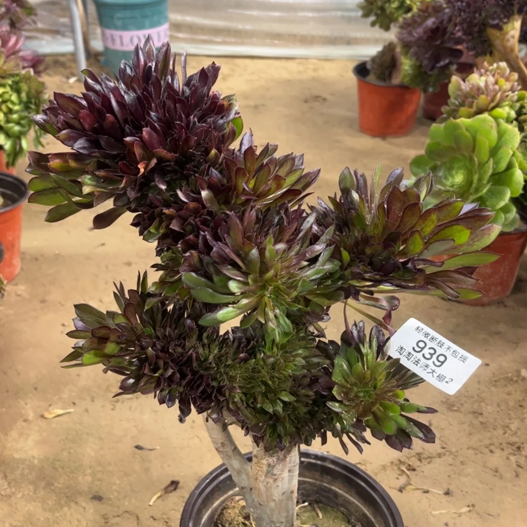 939黑法师缀化多肉植物法师