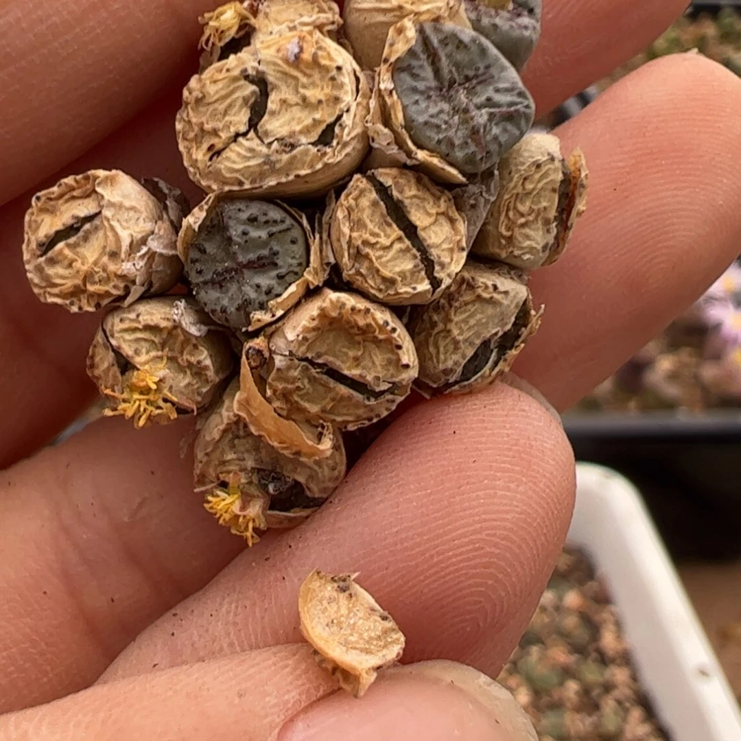 958 好看的多肉冲冲冲