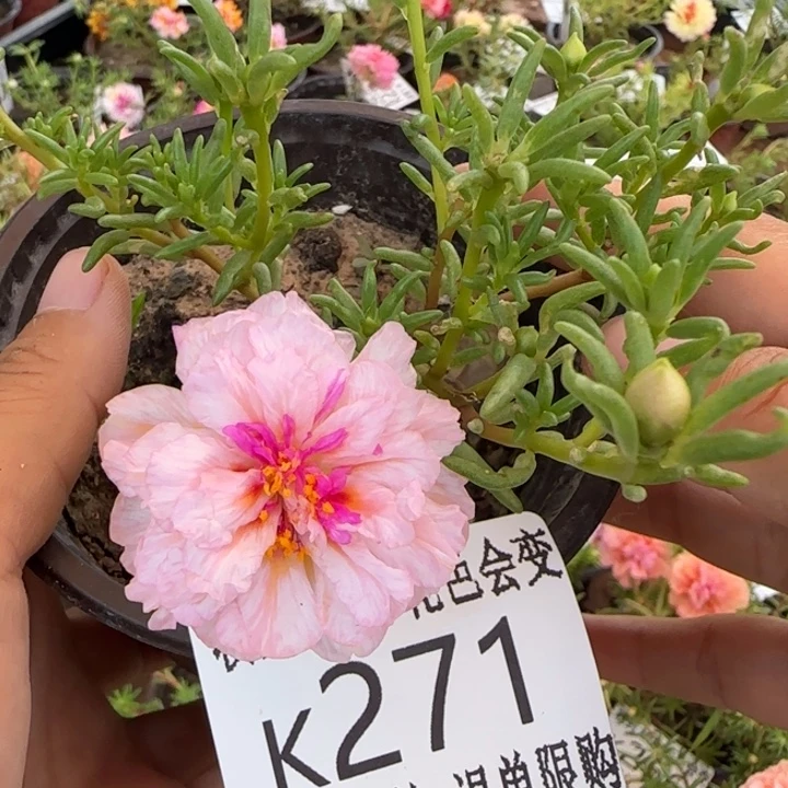 无花朵K271桔落日超小苗盆口10cm