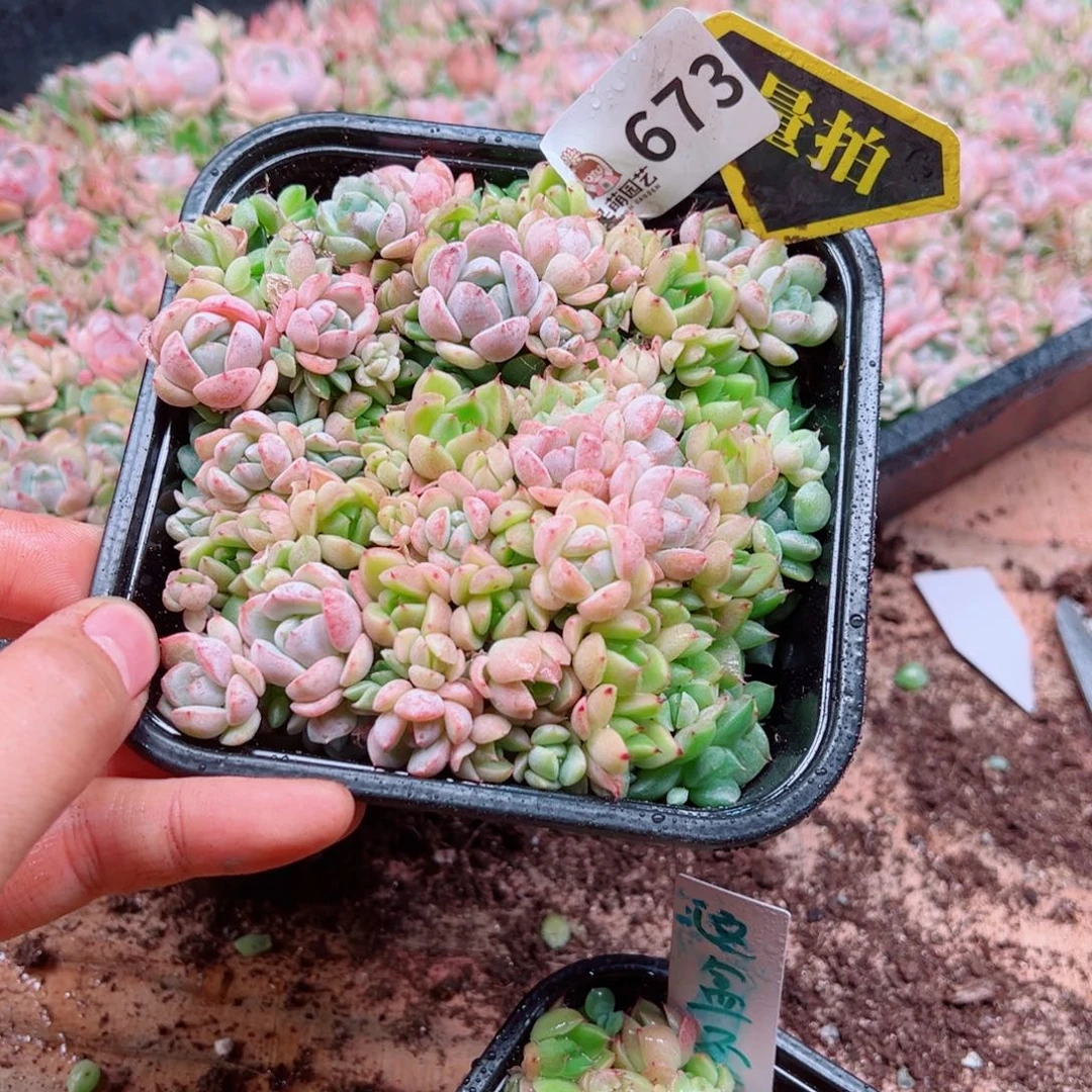 多肉植物多肉植物