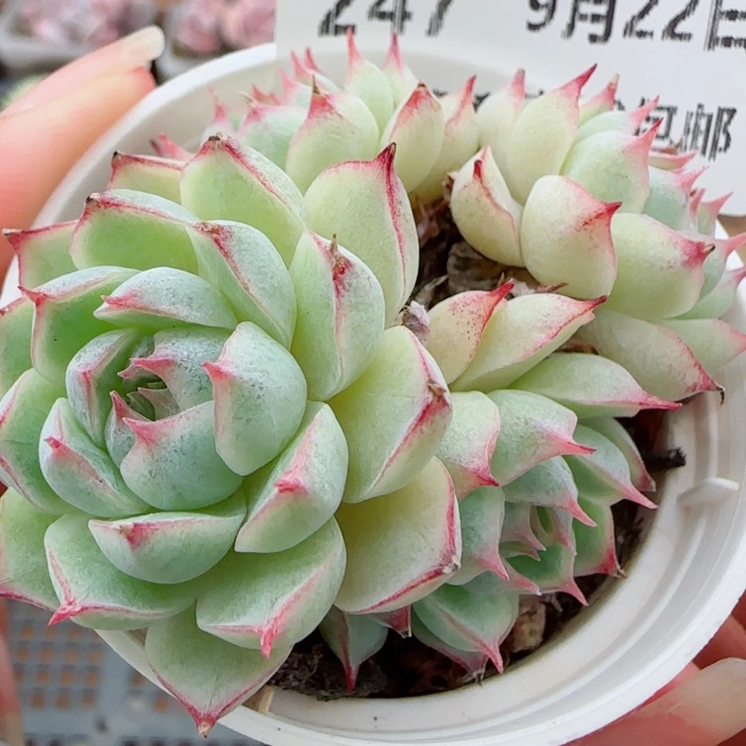 花语逸镜0922-247女王