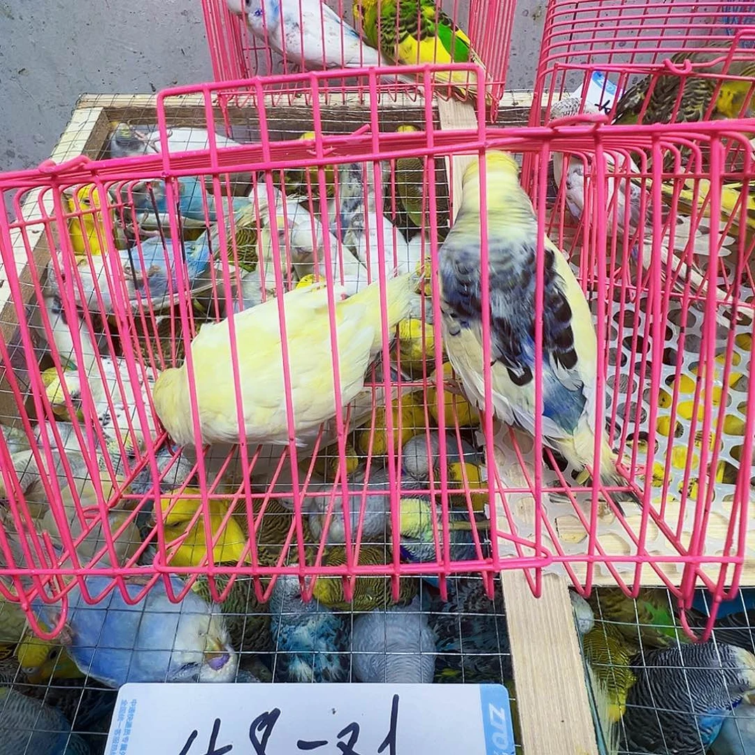 虎皮鹦鹉大头俩母