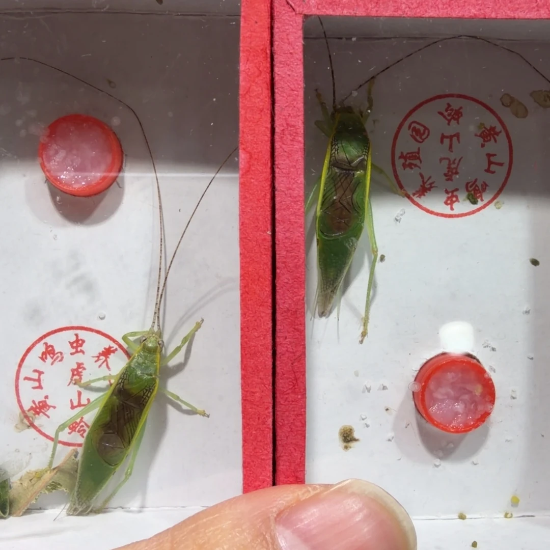 蟋蟀二条金钟包邮