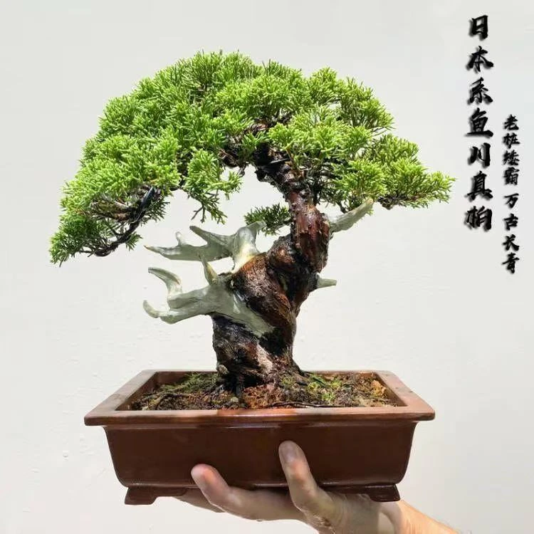 系鱼川真柏盆景适合庭院别墅摆放四季常青植物