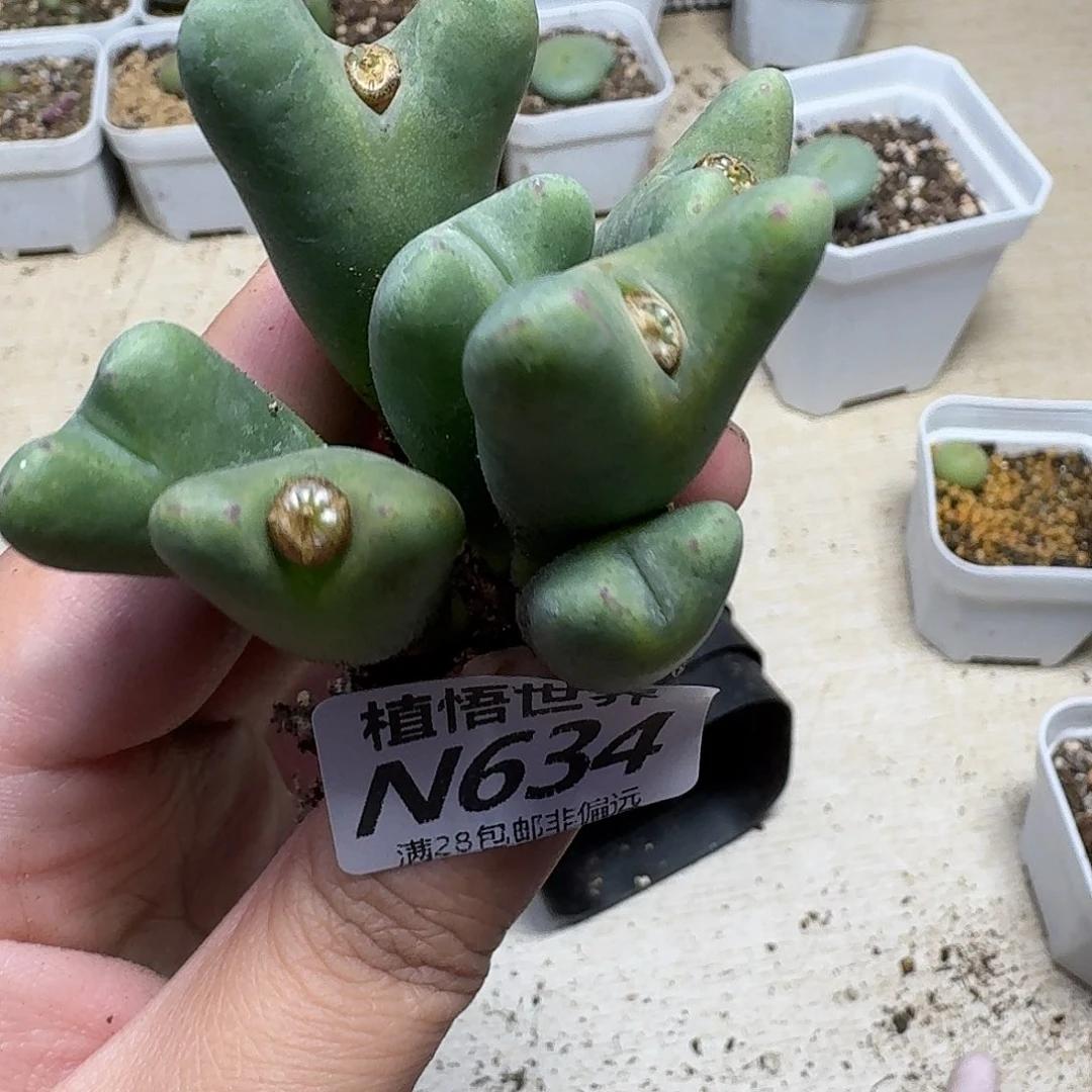 多肉植物中含有jkkkko