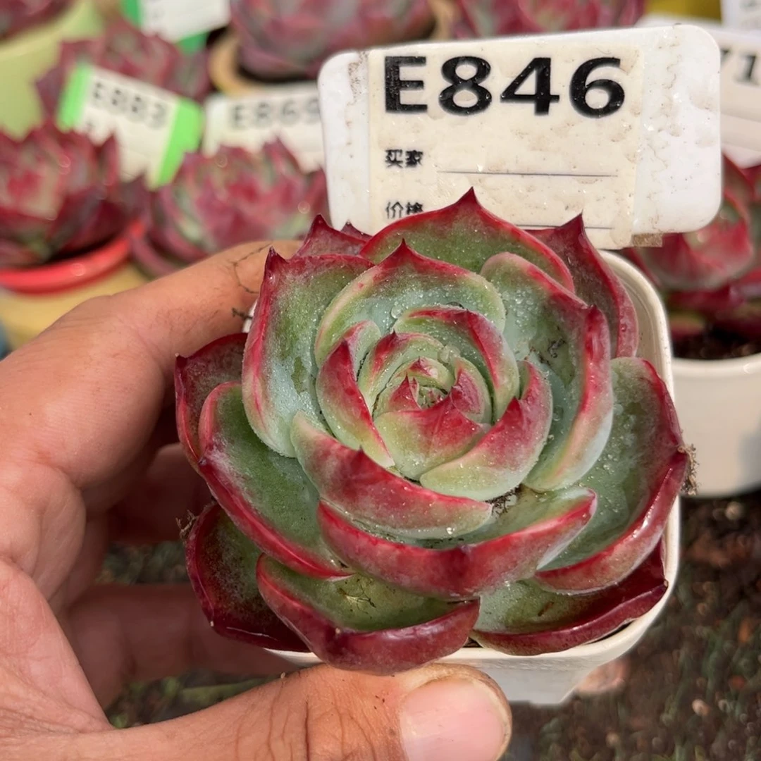 惊鸿一瞥带点锦多肉846