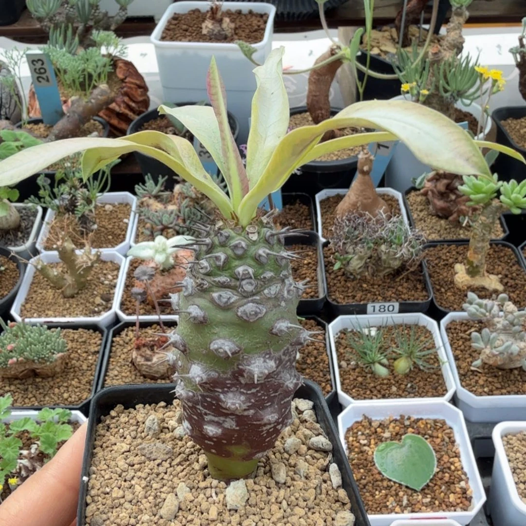 瓶干麒麟151 仙人球球