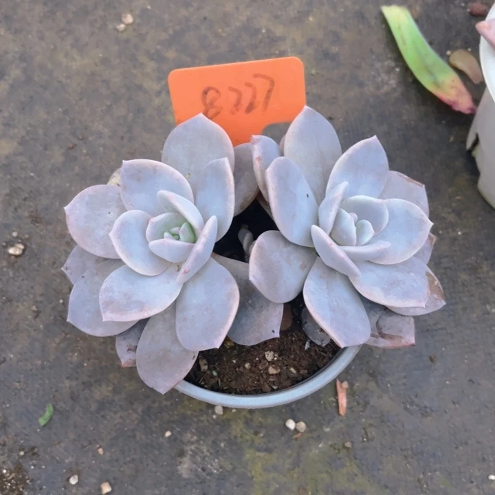 红茶多肉植物8227