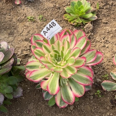 多肉植物倾城捧花