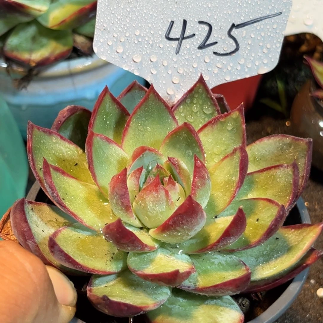 惊鸿仙子多肉植物425