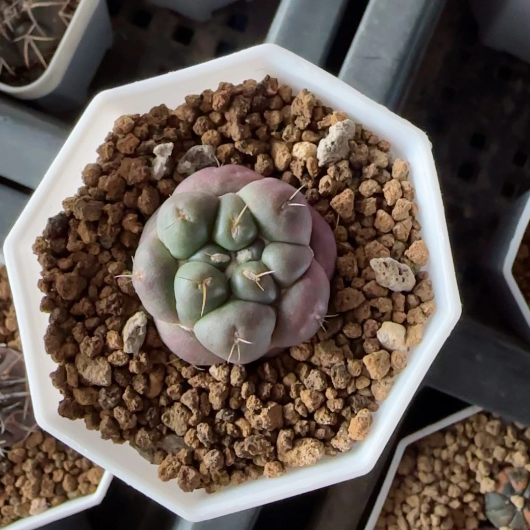 侧芽自根无刺象牙多肉3.2厘米