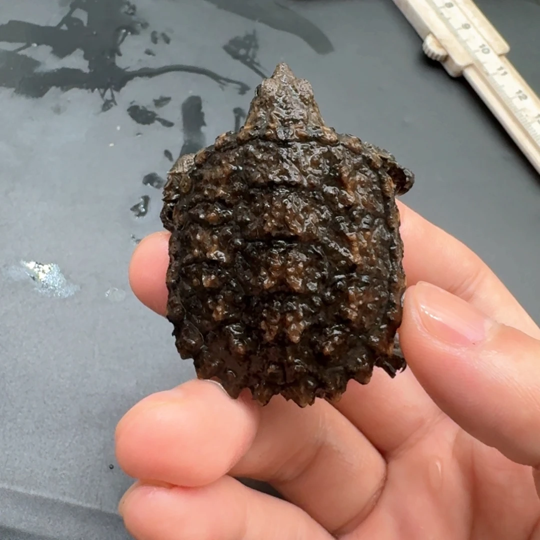 小鳄龟不分公母111