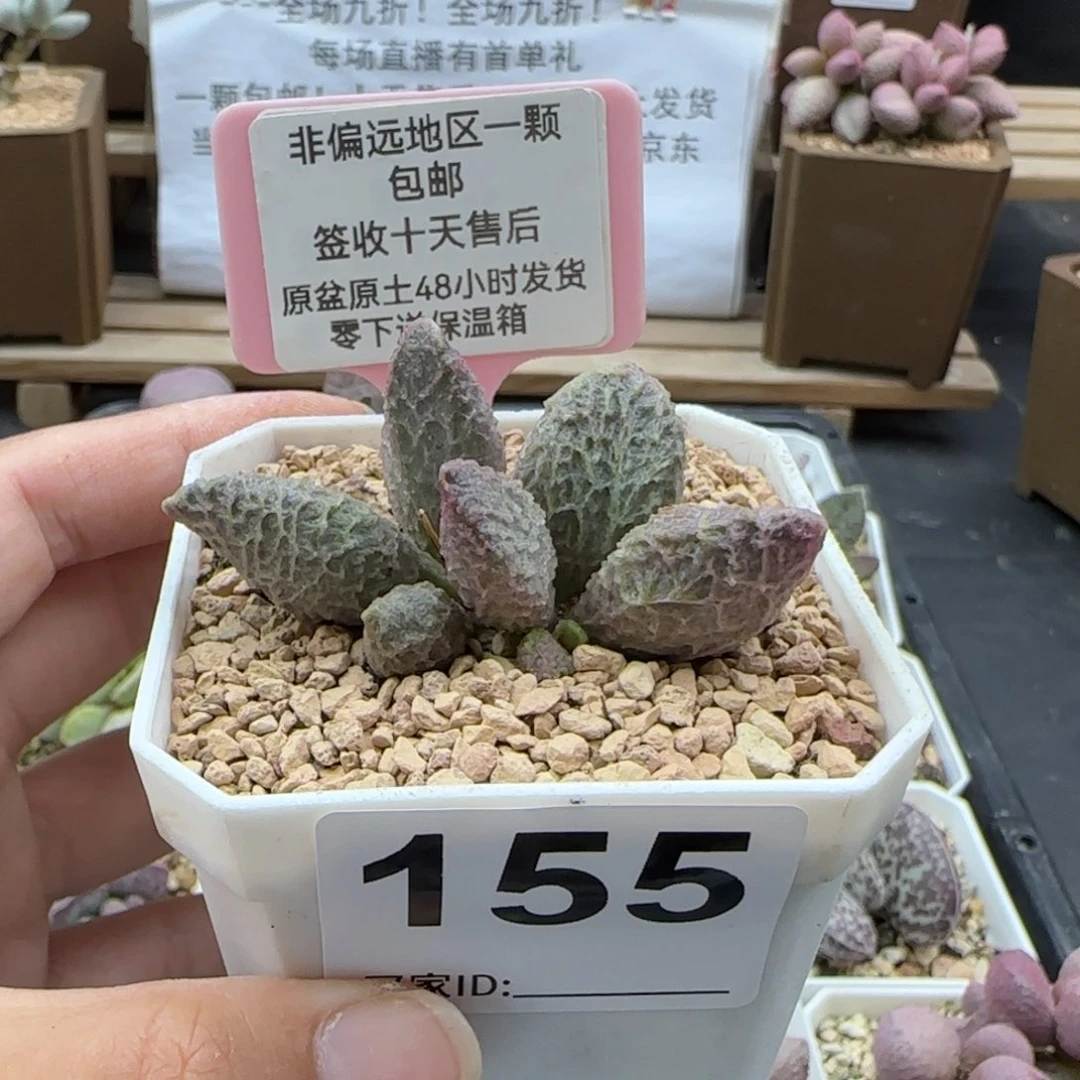 155大鱼海棠多肉