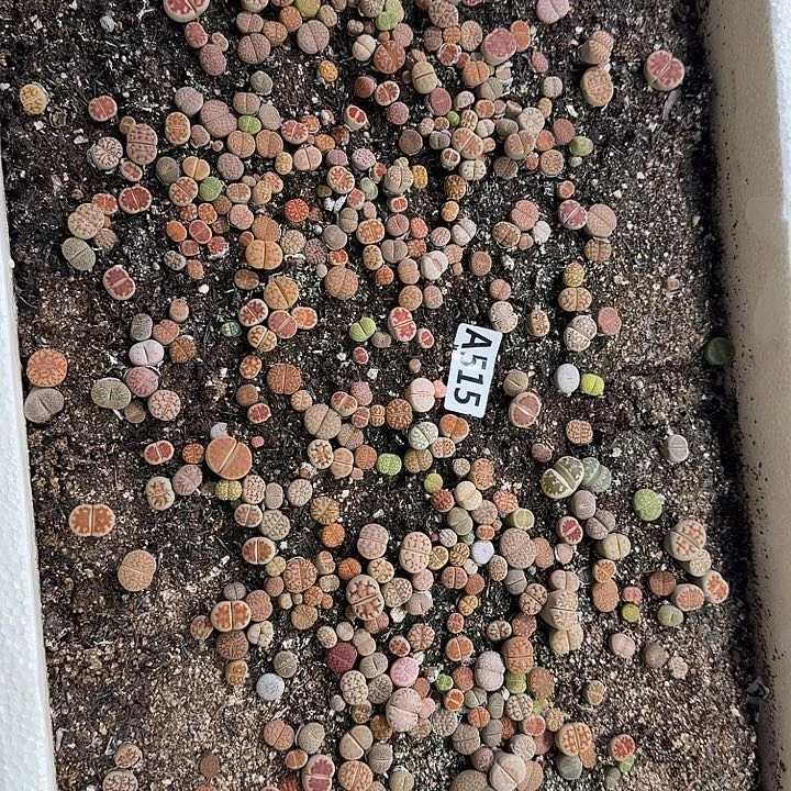 515生石花整筐脱土发货