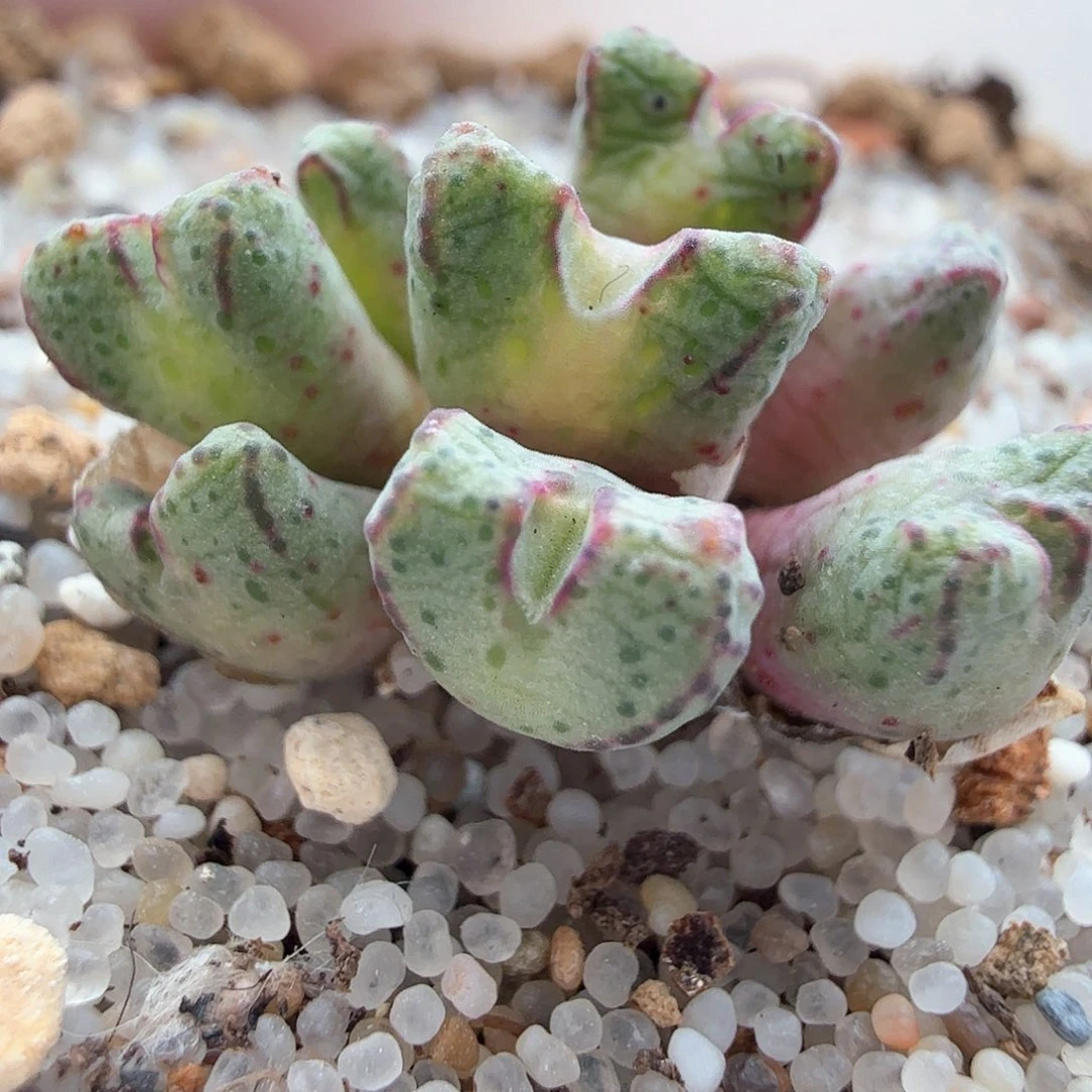 2.3.78/平头斑马/多肉植物