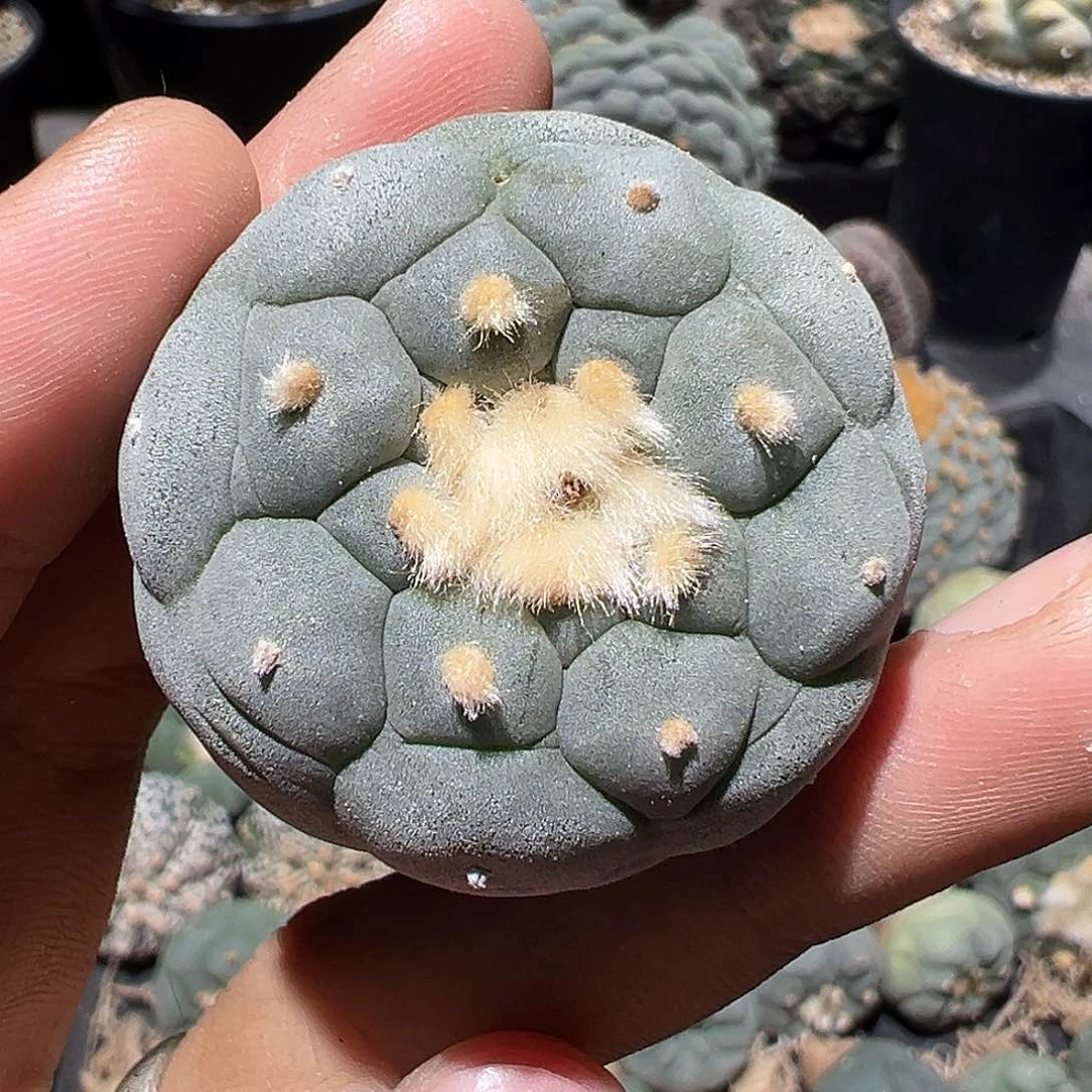 w**s蓝白皮实生格子➕一份土