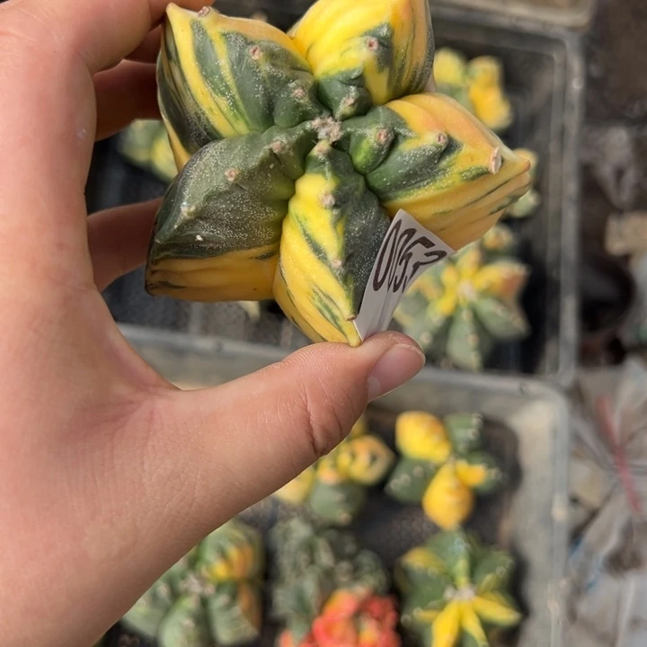 我***.鸾锦仙人球053号