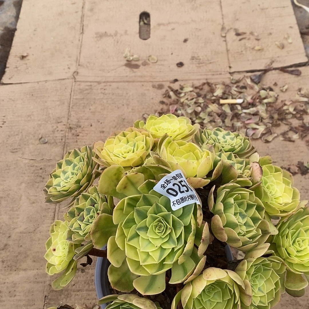 258雨荷多肉法师锦多肉