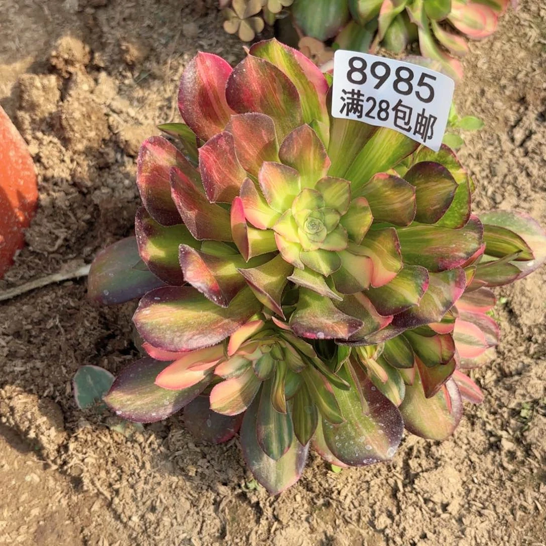 A.   8985七彩拉丝多肉