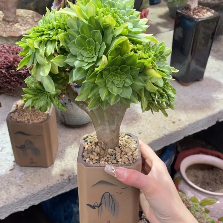 多肉葡萄等经济果品中具有优良