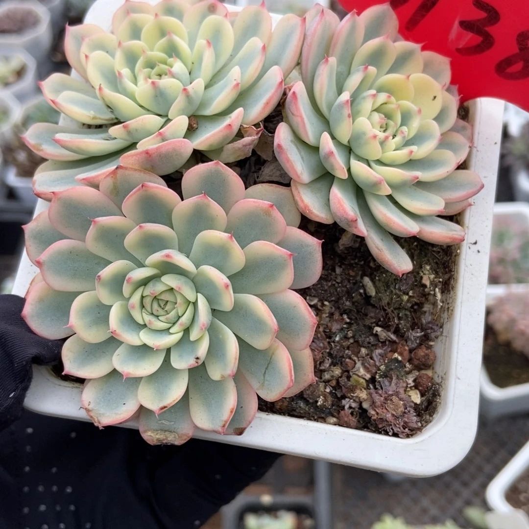 3138忌廉锦多肉植物