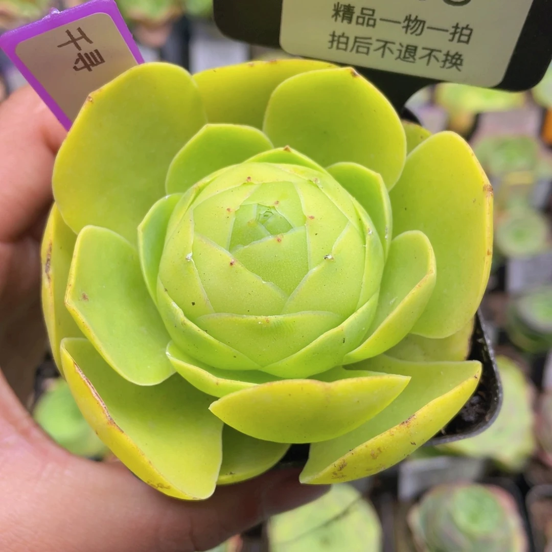 千寻多肉708一物一拍
