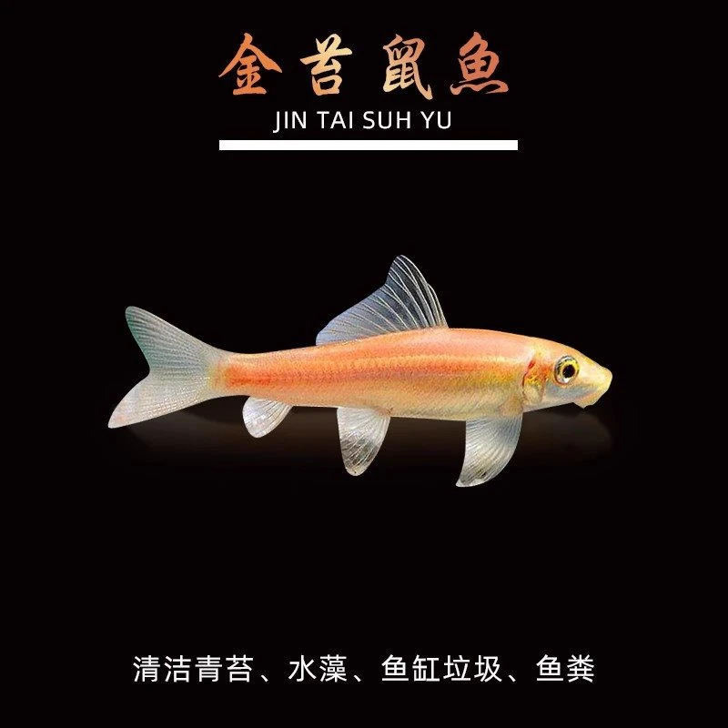 清洁工具鱼金苔鼠观赏鱼活体老鼠鱼淡水清道夫异形活体热带鱼集锦