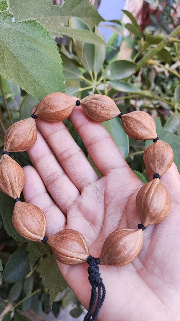 广东梅林原皮素核 油核18*27