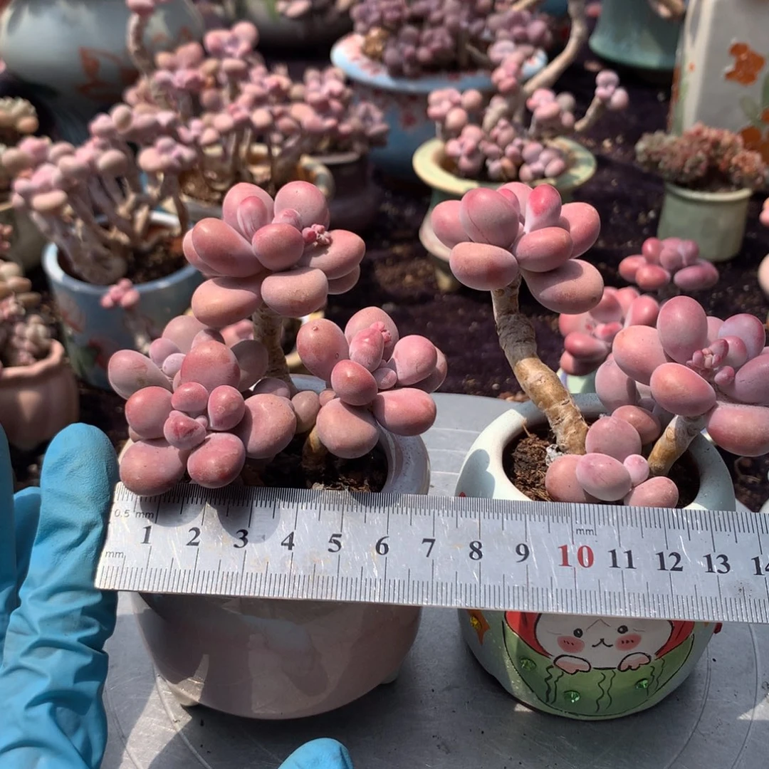 彤*2颗不带盆偏远地区不包邮的