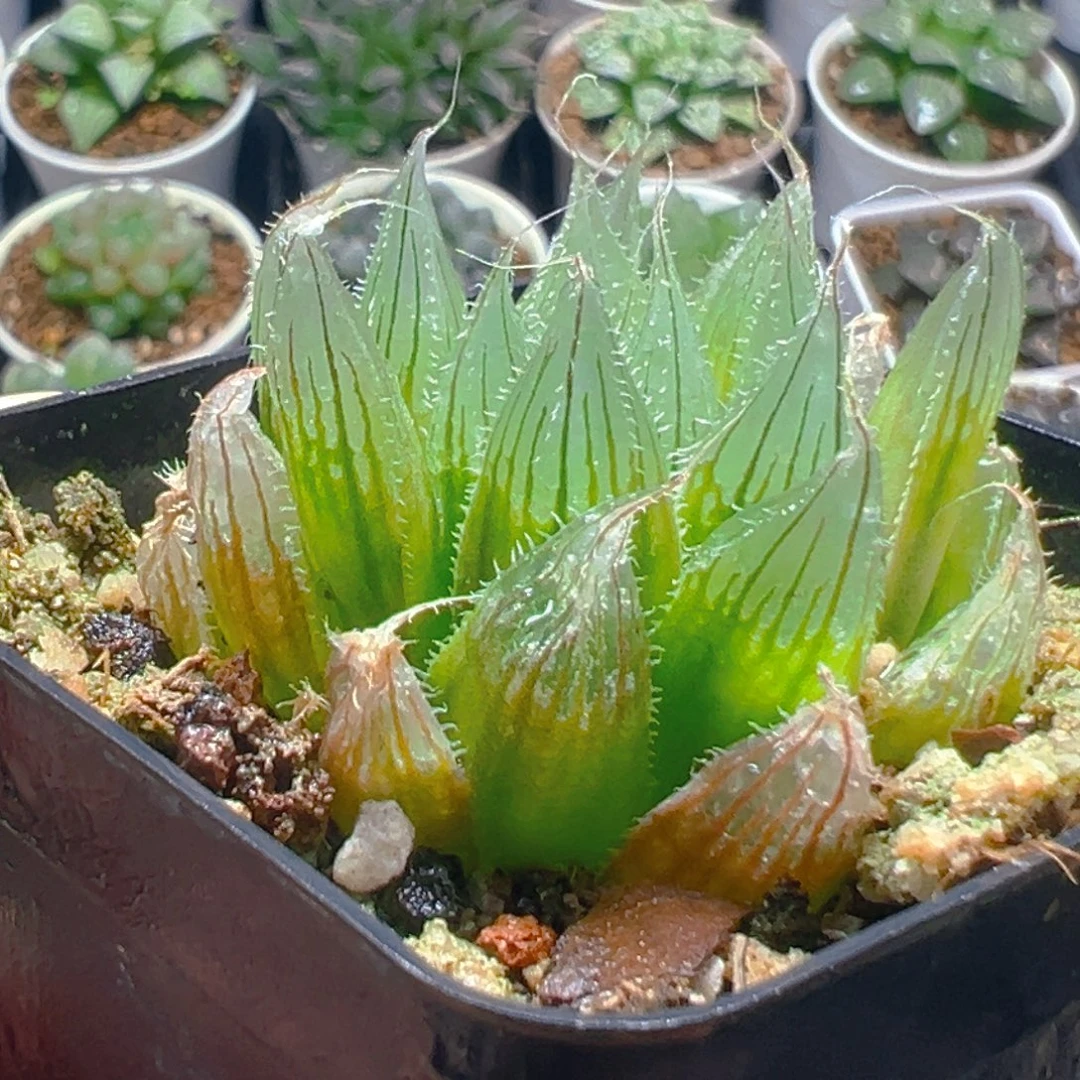 钻石实生玉露多肉多肉