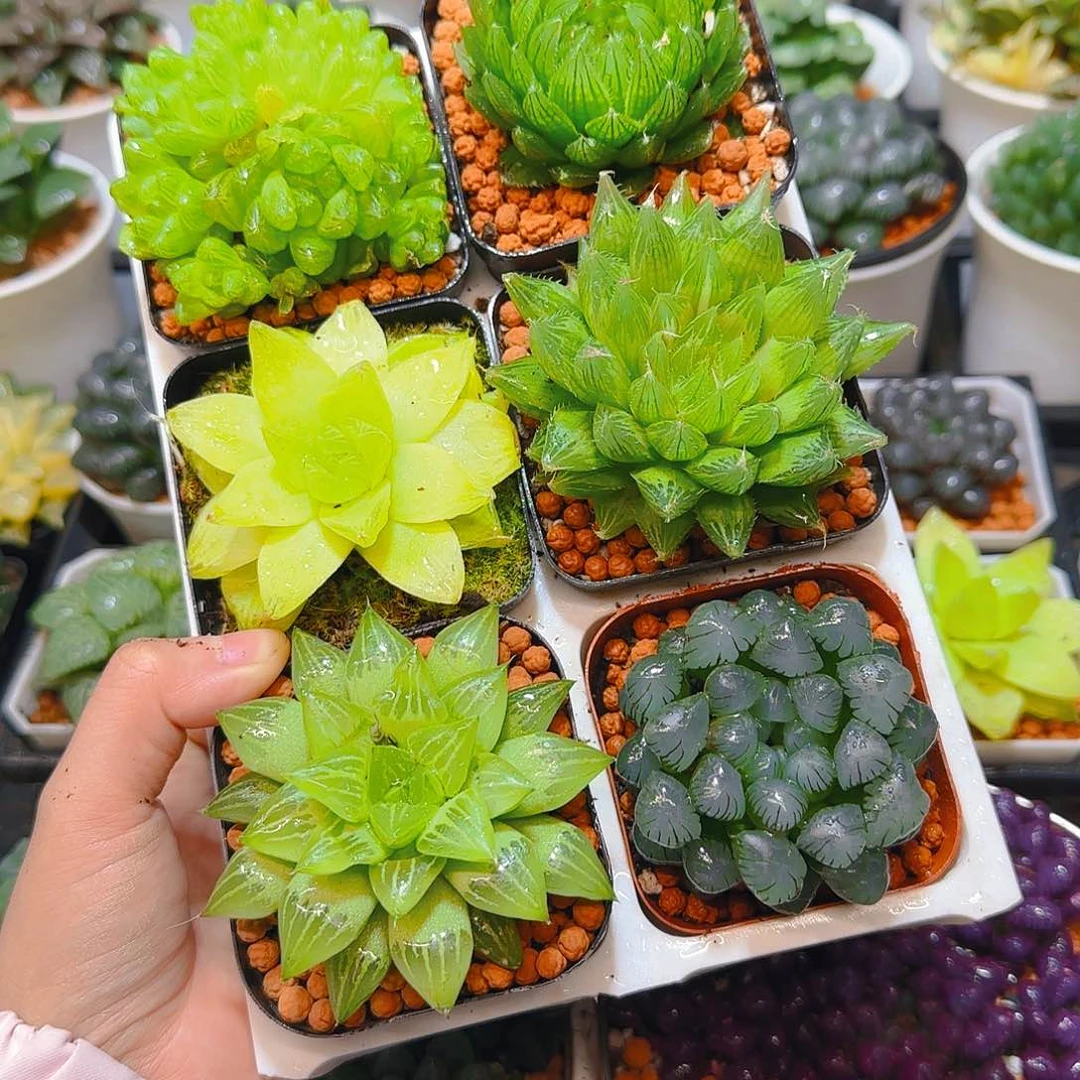 玉露六件套多肉，原盆